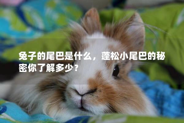兔子的尾巴是什么，蓬松小尾巴的秘密你了解多少？