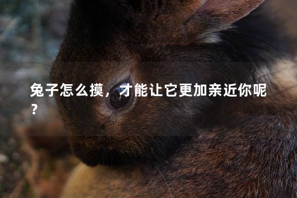 兔子怎么摸，才能让它更加亲近你呢？