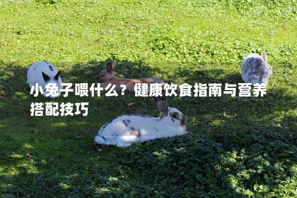小兔子喂什么？健康饮食指南与营养搭配技巧