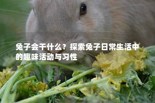 兔子会干什么？探索兔子日常生活中的趣味活动与习性