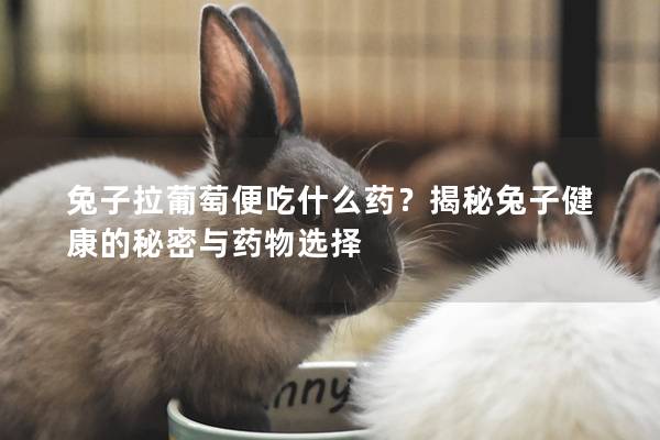 兔子拉葡萄便吃什么药？揭秘兔子健康的秘密与药物选择