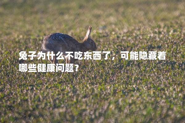 兔子为什么不吃东西了，可能隐藏着哪些健康问题？