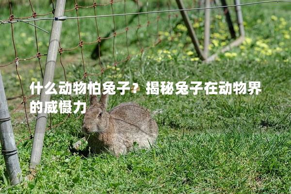 什么动物怕兔子？揭秘兔子在动物界的威慑力