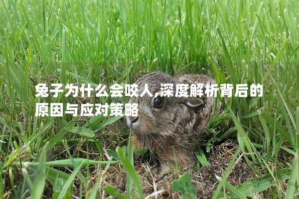 兔子为什么会咬人,深度解析背后的原因与应对策略