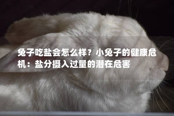 兔子吃盐会怎么样？小兔子的健康危机：盐分摄入过量的潜在危害
