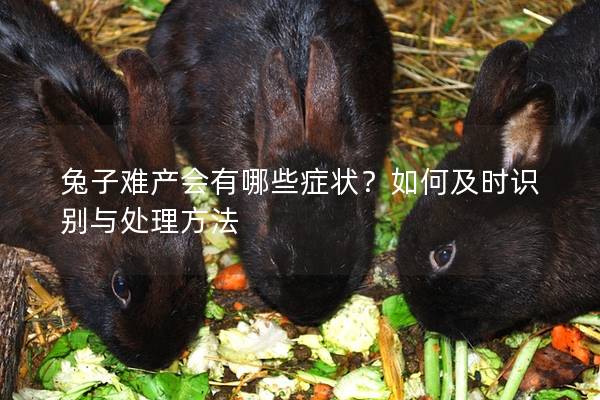 兔子难产会有哪些症状？如何及时识别与处理方法