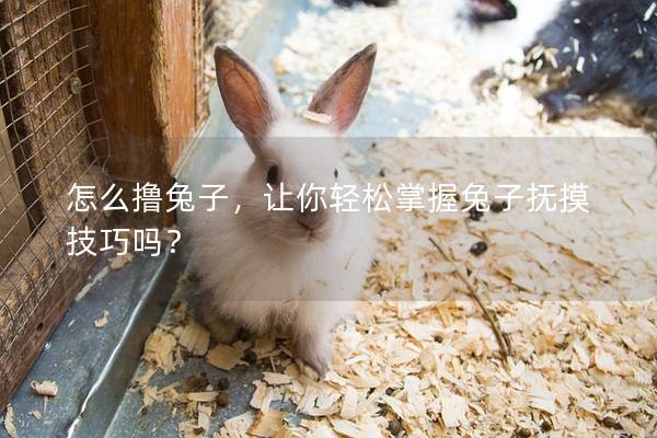 怎么撸兔子，让你轻松掌握兔子抚摸技巧吗？