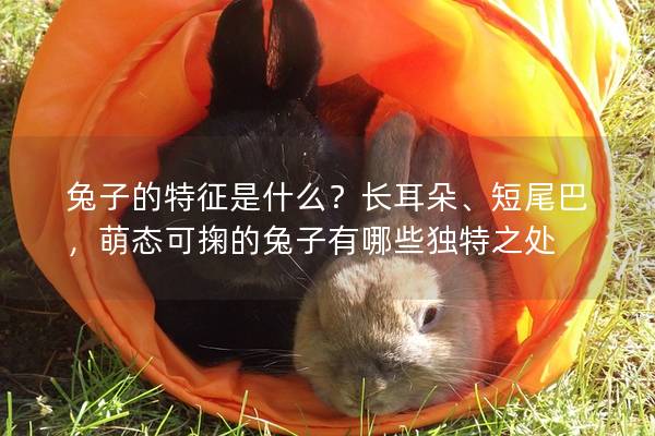 兔子的特征是什么？长耳朵、短尾巴，萌态可掬的兔子有哪些独特之处