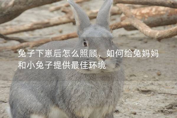 兔子下崽后怎么照顾，如何给兔妈妈和小兔子提供最佳环境