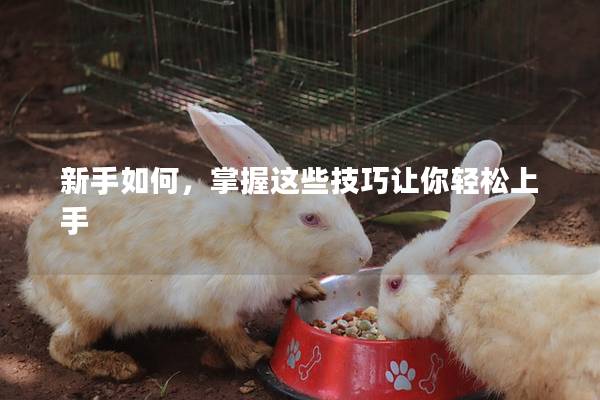 新手如何，掌握这些技巧让你轻松上手