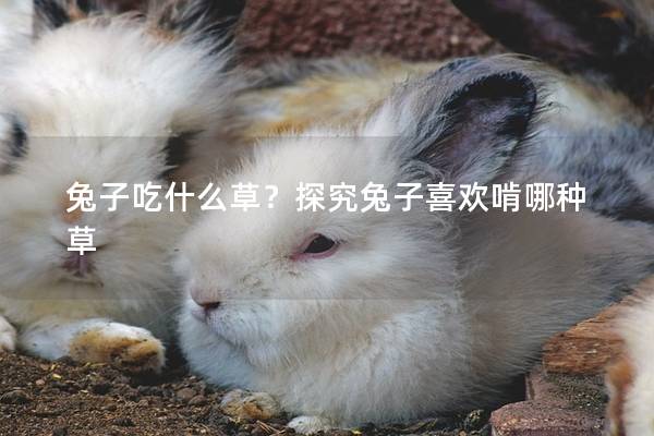 兔子吃什么草？探究兔子喜欢啃哪种草