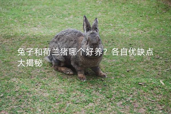 兔子和荷兰猪哪个好养？各自优缺点大揭秘