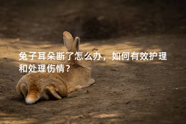 兔子耳朵断了怎么办，如何有效护理和处理伤情？