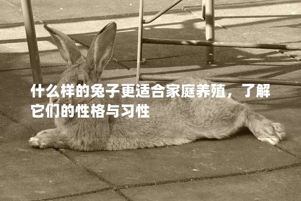 什么样的兔子更适合家庭养殖,了解它们的性格与习性 什么样的兔子更适合家庭养殖,了解它们的性格与习性