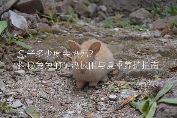 兔子多少度会热死？ 揭秘兔兔的耐热极限与夏季养护指南