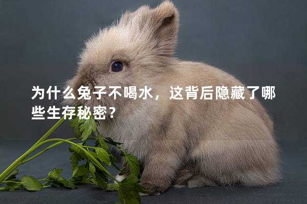 为什么兔子不喝水，这背后隐藏了哪些生存秘密？