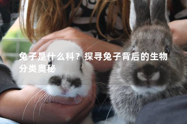 兔子是什么科？探寻兔子背后的生物分类奥秘