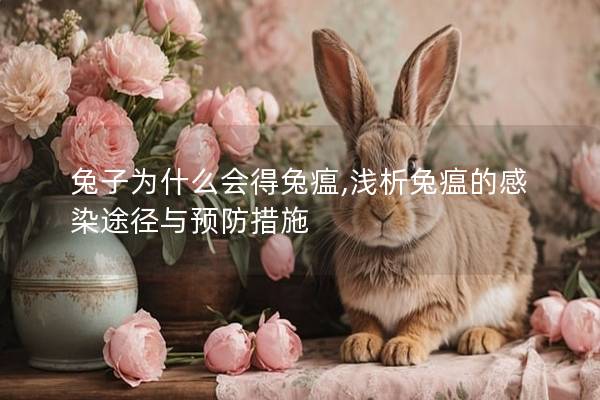 兔子为什么会得兔瘟,浅析兔瘟的感染途径与预防措施