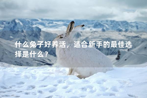 什么兔子好养活，适合新手的最佳选择是什么？