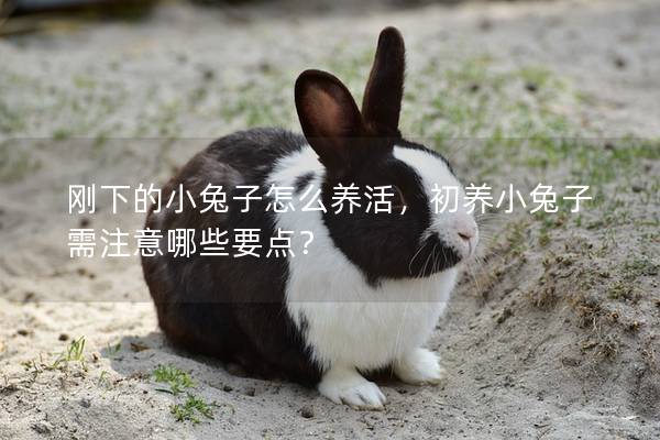 刚下的小兔子怎么养活，初养小兔子需注意哪些要点？