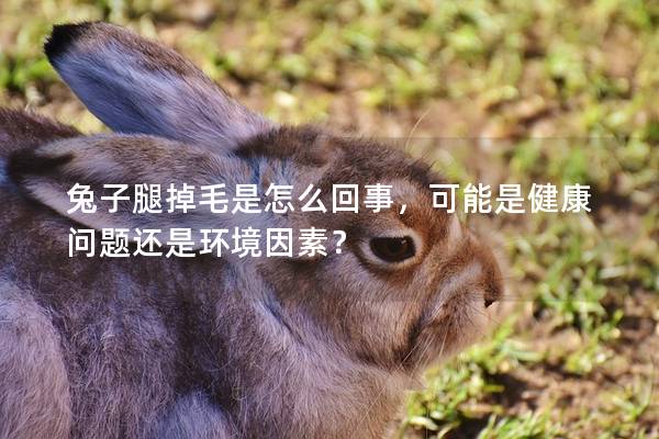 兔子腿掉毛是怎么回事，可能是健康问题还是环境因素？
