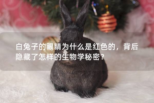 白兔子的眼睛为什么是红色的，背后隐藏了怎样的生物学秘密？