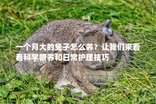 一个月大的兔子怎么养？让我们来看看科学喂养和日常护理技巧