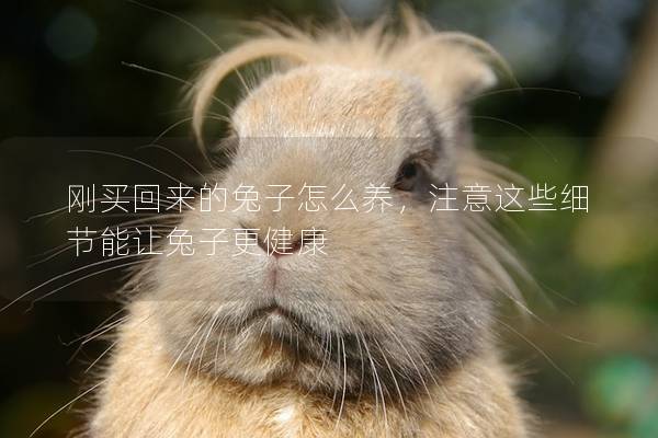 刚买回来的兔子怎么养，注意这些细节能让兔子更健康