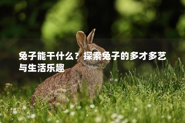 兔子能干什么？探索兔子的多才多艺与生活乐趣