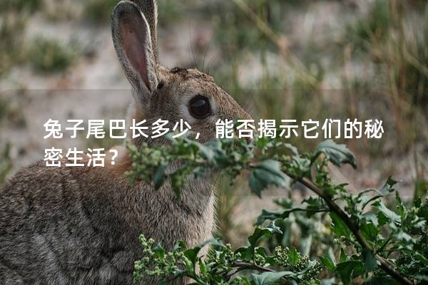 兔子尾巴长多少，能否揭示它们的秘密生活？