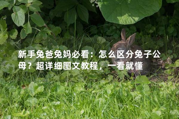 新手兔爸兔妈必看：怎么区分兔子公母？超详细图文教程，一看就懂