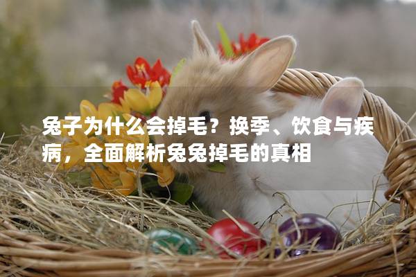 兔子为什么会掉毛？换季、饮食与疾病，全面解析兔兔掉毛的真相