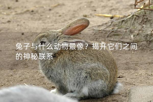 兔子与什么动物最像？揭开它们之间的神秘联系