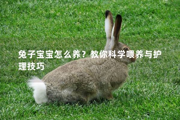 兔子宝宝怎么养？教你科学喂养与护理技巧
