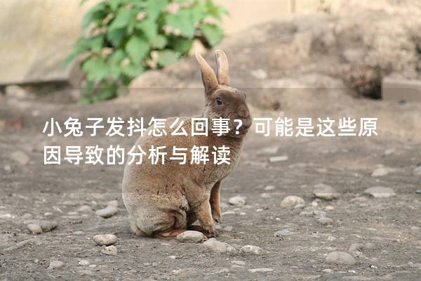 小兔子发抖怎么回事？可能是这些原因导致的分析与解读