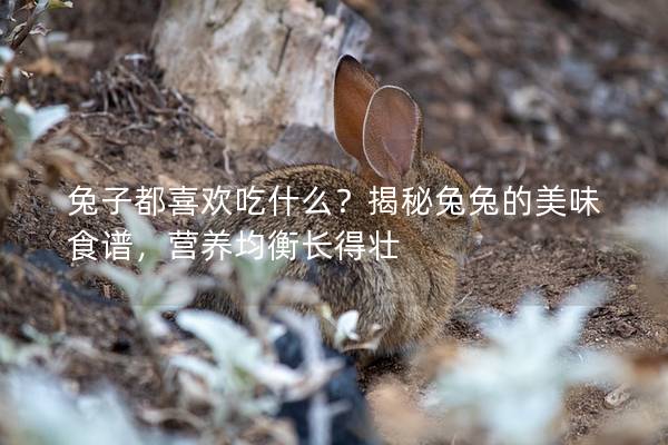 兔子都喜欢吃什么？揭秘兔兔的美味食谱，营养均衡长得壮