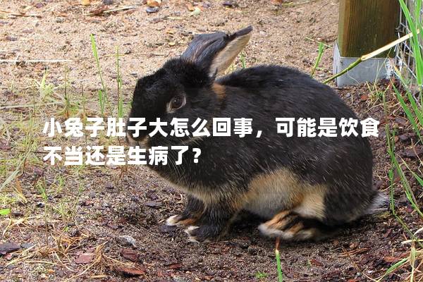 小兔子肚子大怎么回事，可能是饮食不当还是生病了？