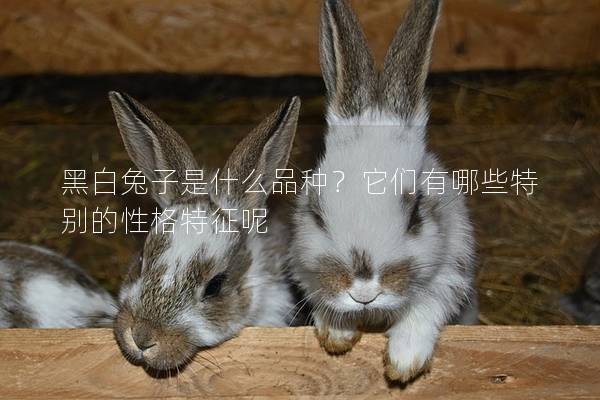 黑白兔子是什么品种？它们有哪些特别的性格特征呢