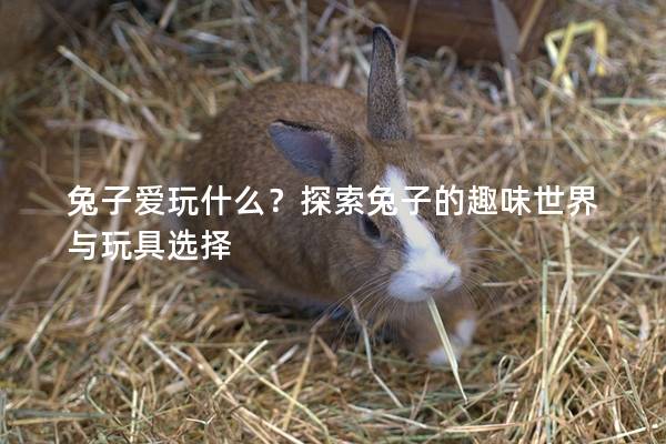 兔子爱玩什么？探索兔子的趣味世界与玩具选择