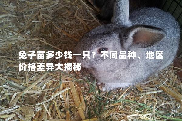 兔子苗多少钱一只？不同品种、地区价格差异大揭秘