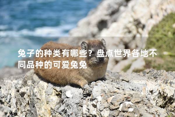 兔子的种类有哪些？盘点世界各地不同品种的可爱兔兔