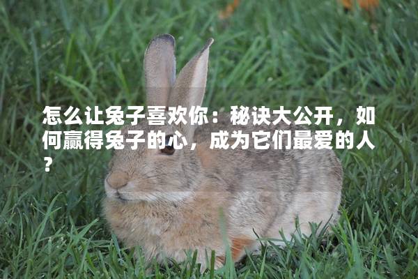怎么让兔子喜欢你：秘诀大公开，如何赢得兔子的心，成为它们最爱的人？