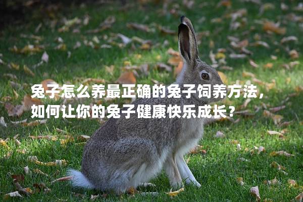 兔子怎么养最正确的兔子饲养方法，如何让你的兔子健康快乐成长？