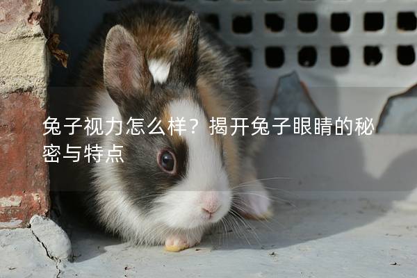 兔子视力怎么样？揭开兔子眼睛的秘密与特点