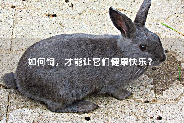 如何饲，才能让它们健康快乐？