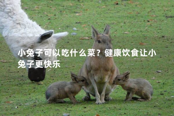 小兔子可以吃什么菜？健康饮食让小兔子更快乐