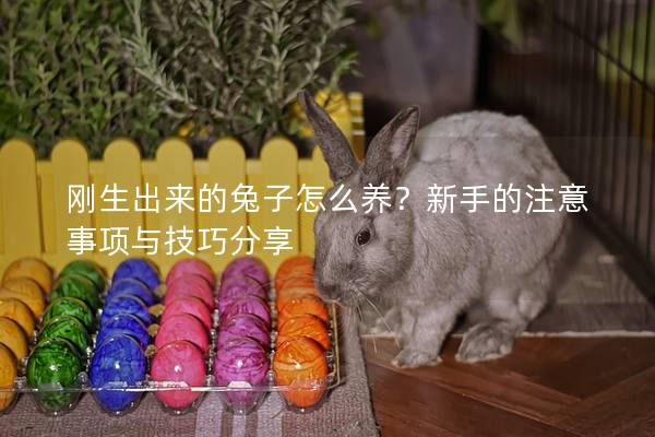 刚生出来的兔子怎么养？新手的注意事项与技巧分享
