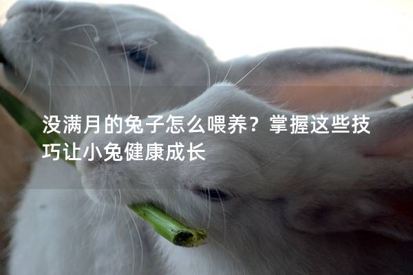 没满月的兔子怎么喂养？掌握这些技巧让小兔健康成长