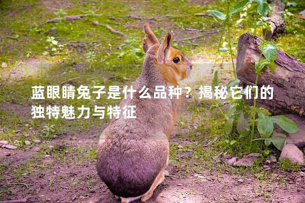 蓝眼睛兔子是什么品种？揭秘它们的独特魅力与特征