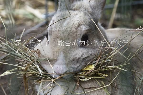 怎么样兔子，能否成为你的忠实伙伴？